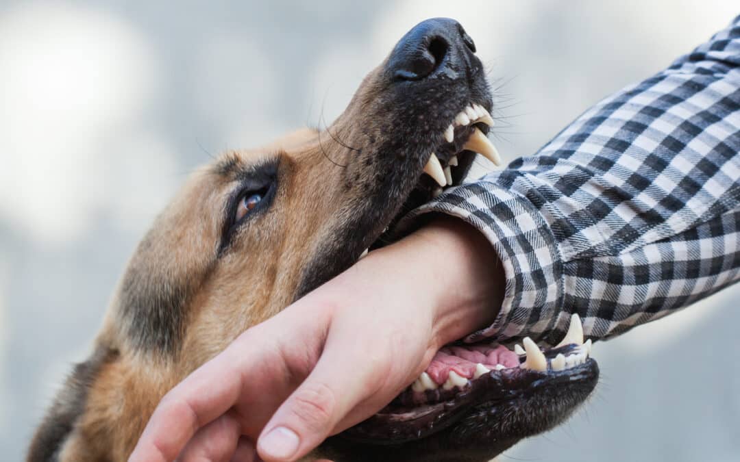  Suing Over Dog Bites: Landlord or Dog Owner?