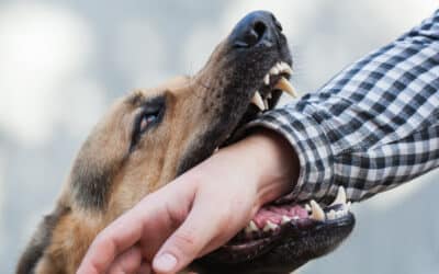  Suing Over Dog Bites: Landlord or Dog Owner?