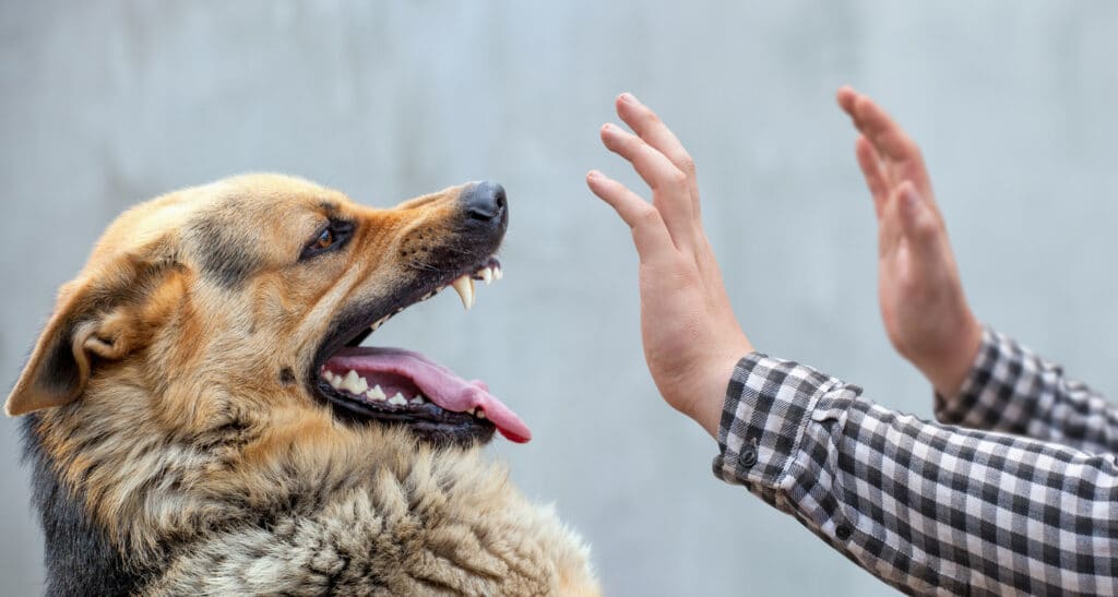 german-shepherd-baring-teeth-with-open-mouth-near-person's-hands-up-in-defensive-gesture