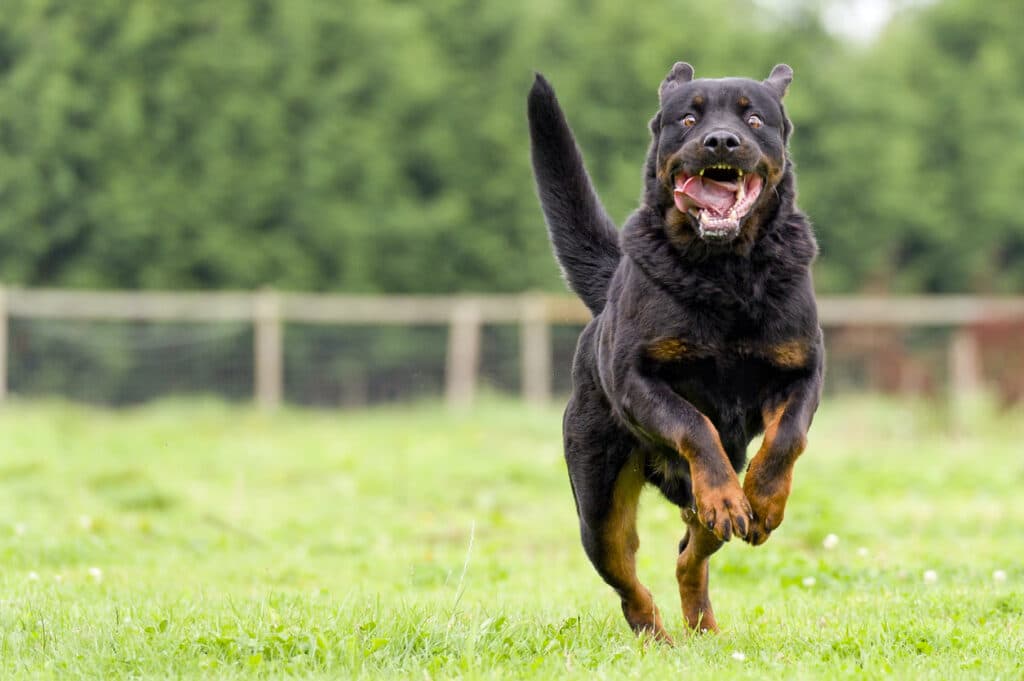 A large dog running at full speed.