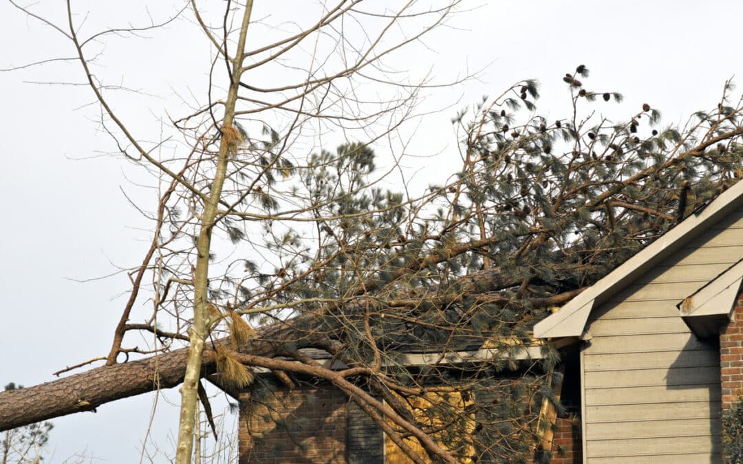  Man Injured by Tree Through Apartment Roof