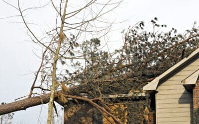  Man Injured by Tree Through Apartment Roof