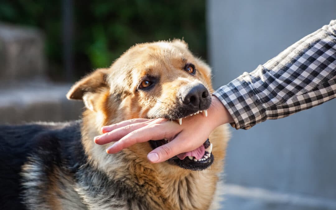 Legal Liability for a Dog Bite in an Apartment