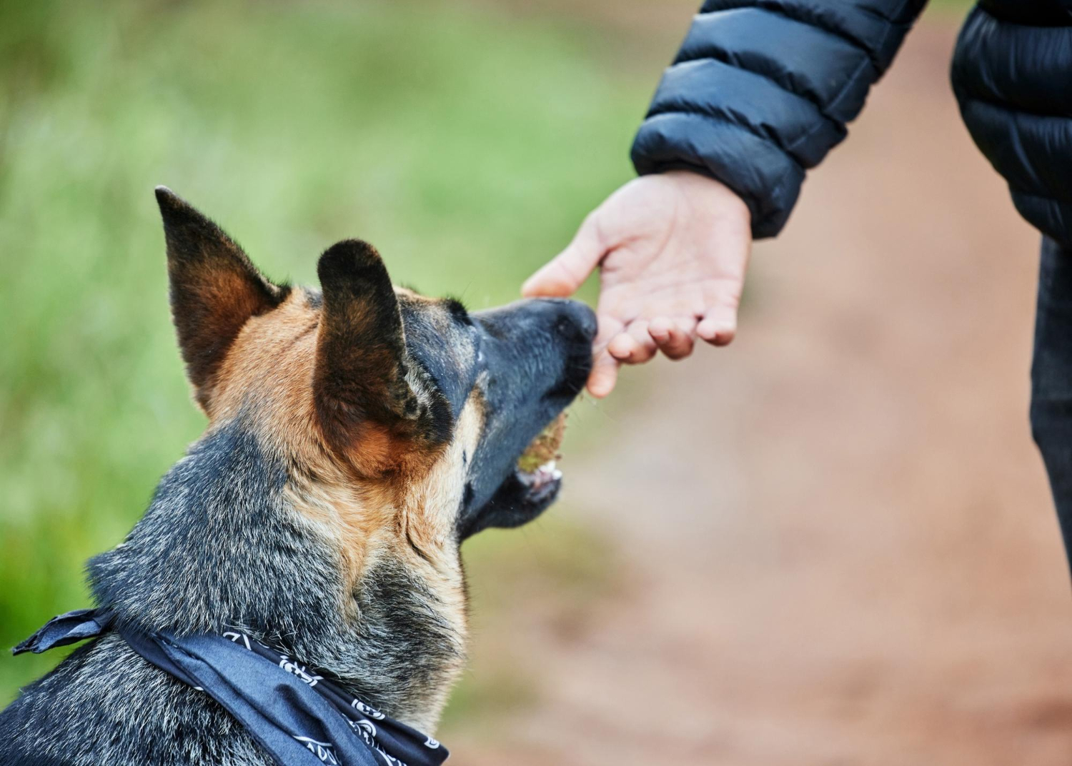 Dog reaching toward a person's hand